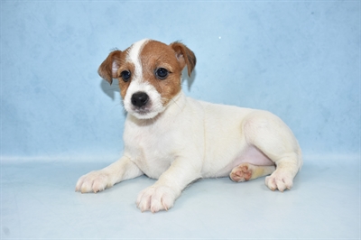 Jack Russell Terrier-DOG-Female-White and Tan-4911-Petland Monroeville, PA