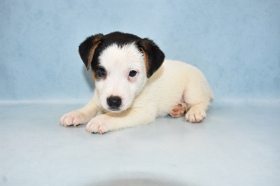 Jack Russell Terrier-DOG-Male-White Black and Tan-4912-Petland Monroeville, PA