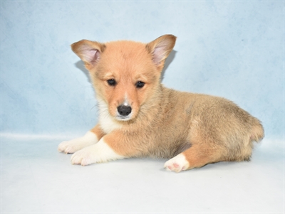 Pembroke Welsh Corgi-DOG-Male-Red-4913-Petland Monroeville, PA