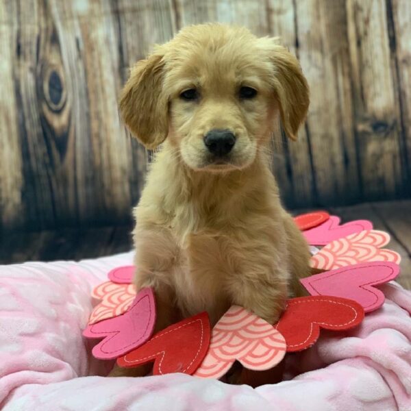 Golden Retriever-DOG-Female-GLDN-4920-Petland Monroeville, PA
