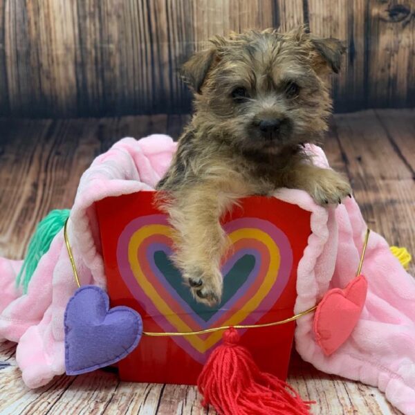 Cairn Terrier-DOG-Female-WHTN-4931-Petland Monroeville, PA