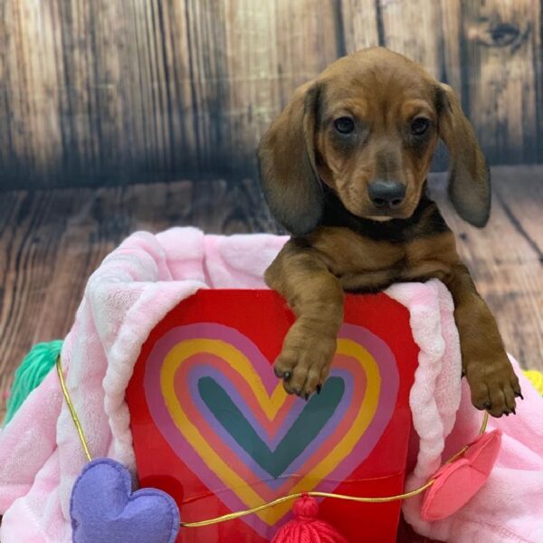 Dachshund-DOG-Male-RD SBL-4932-Petland Monroeville, PA