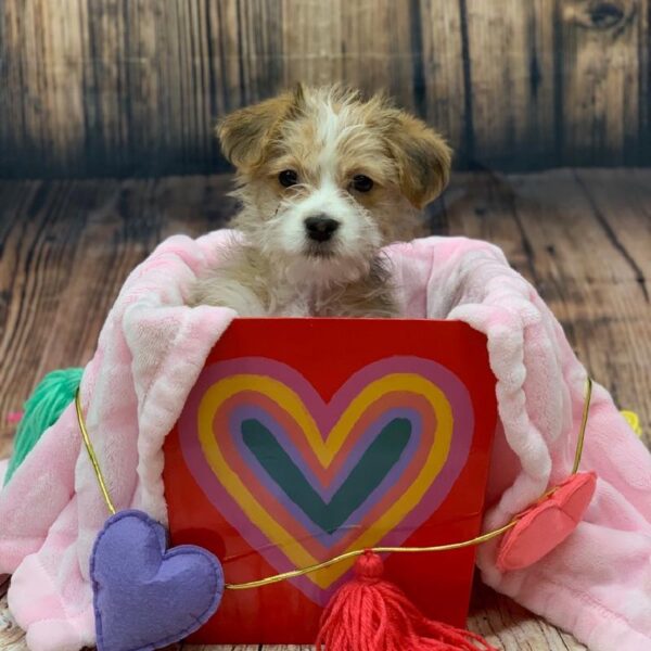 Yochon-DOG-Female-GLDN, WH MKGS-4929-Petland Monroeville, PA