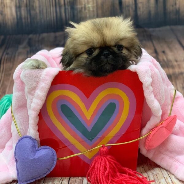 Pekingese-DOG-Male-GLD, BLK MASK-4930-Petland Monroeville, PA