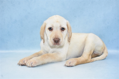 Labrador Retriever-DOG-Male-Yellow-4945-Petland Monroeville, PA