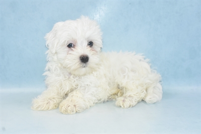 Maltese-DOG-Male-White-4946-Petland Monroeville, PA