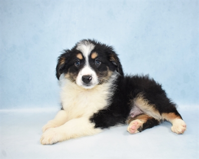 Miniature Australian Shepherd-DOG-Male-Black White and Brown-4947-Petland Monroeville, PA