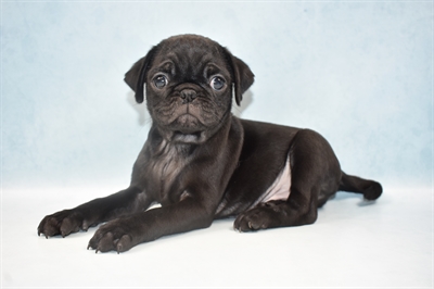 Pug-DOG-Male-Black-4948-Petland Monroeville, PA