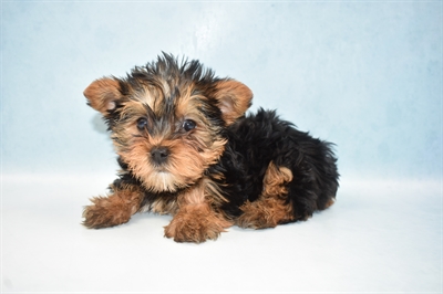 Yorkie-DOG-Female-Black and Tan-4949-Petland Monroeville, PA