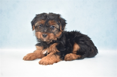 Yorkie-DOG-Male-Black and Gold-4950-Petland Monroeville, PA