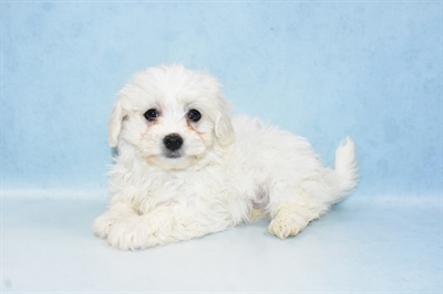 Teddy Bear-DOG-Male-White-4951-Petland Monroeville, PA