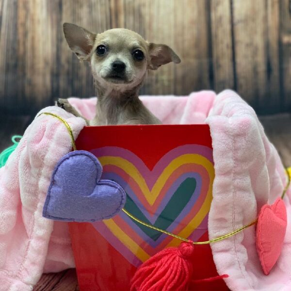 Chihuahua-DOG-Female--4954-Petland Monroeville, PA