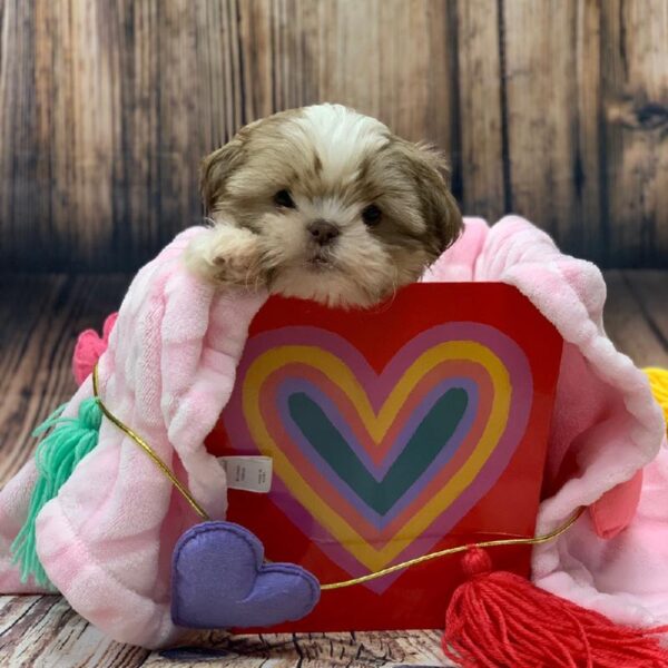 Shih Tzu-DOG-Female-gld & wh-4956-Petland Monroeville, PA