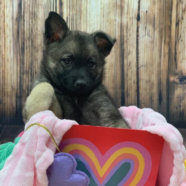 Norwegian Elkhound-DOG-Female-sable-4957-Petland Monroeville, PA