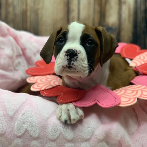 Boxer-DOG-Female-FN-4952-Petland Monroeville, PA