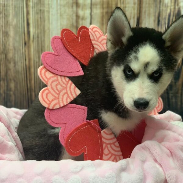 Siberian Husky-DOG-Female-blk & wh-4958-Petland Monroeville, PA