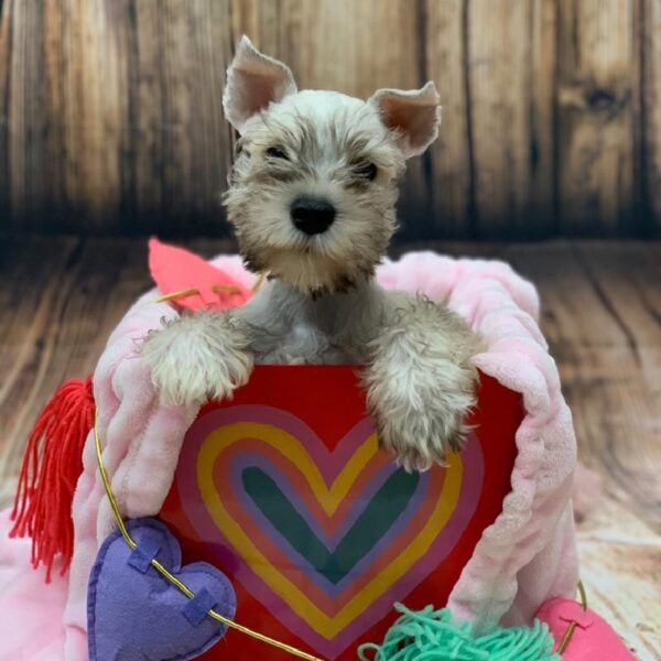 Mini Schnauzer-DOG-Female-SLT & PPR-4975-Petland Monroeville, PA