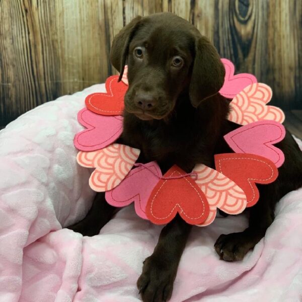 Labrador Retriever-DOG-Female-Chocolate-4991-Petland Monroeville, PA