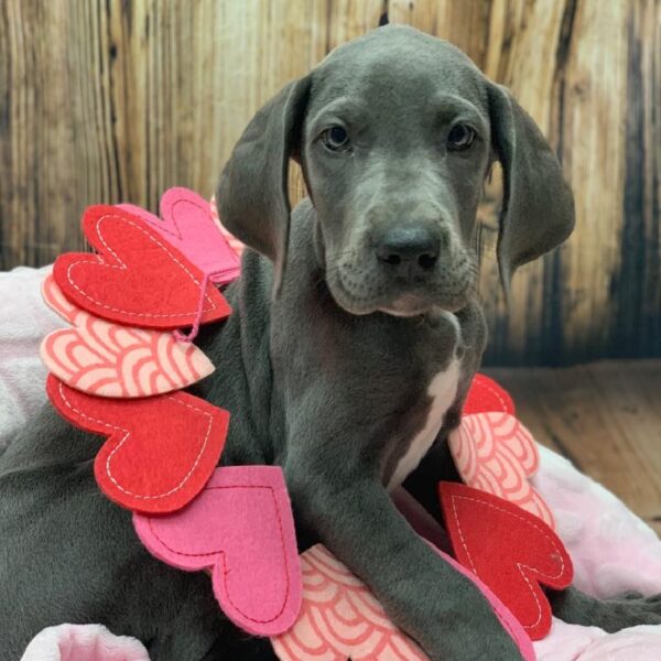 Great Dane-DOG-Female-Blue-4986-Petland Monroeville, PA