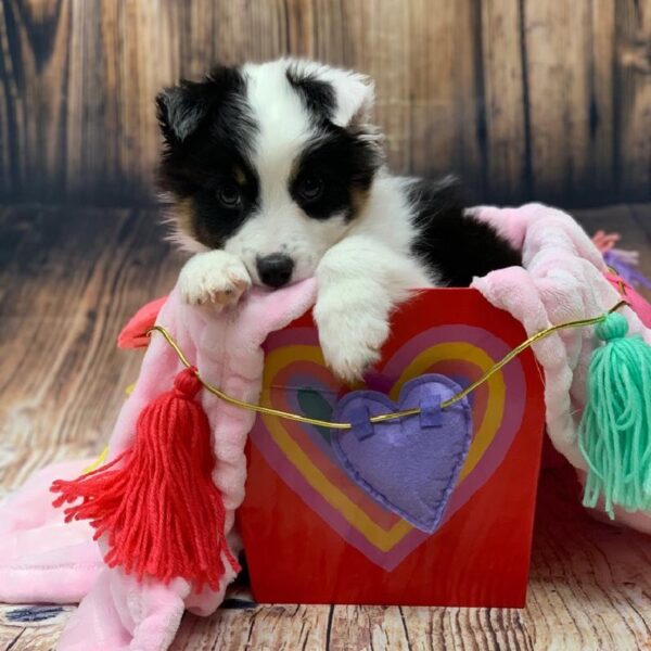 Australian Shepherd-DOG-Male-Black and White-4989-Petland Monroeville, PA