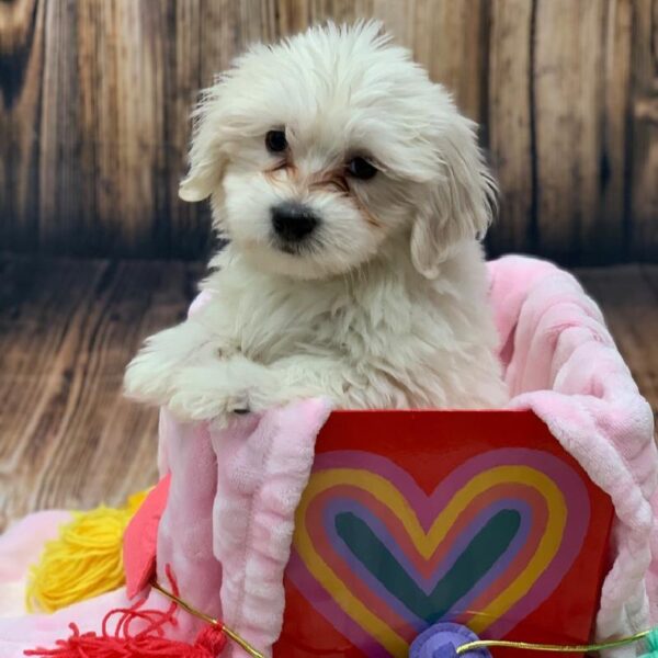 Coton De Tulear-DOG-Male-White-4985-Petland Monroeville, PA