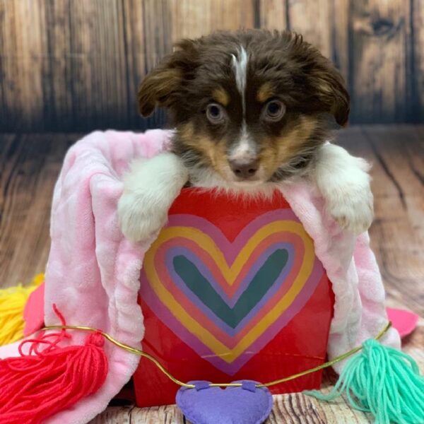 Miniature Australian Shepherd-DOG-Male-Red and White-4988-Petland Monroeville, PA