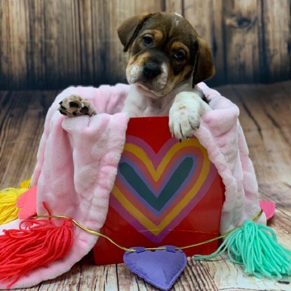 Mini Hippo-DOG-Female-Black and White-4992-Petland Monroeville, PA