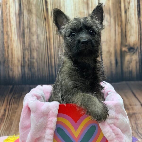 Cairn Terrier-DOG-Male-Wheaten-4984-Petland Monroeville, PA
