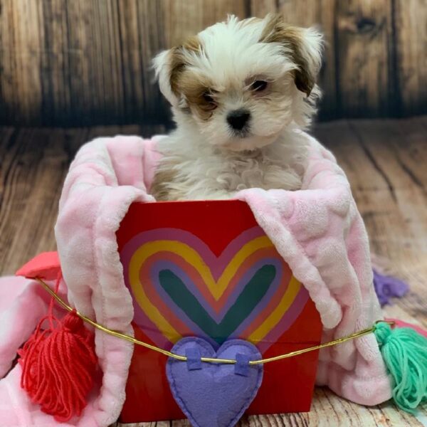 Lhasa Apso-DOG-Male-Red Gold-4994-Petland Monroeville, PA