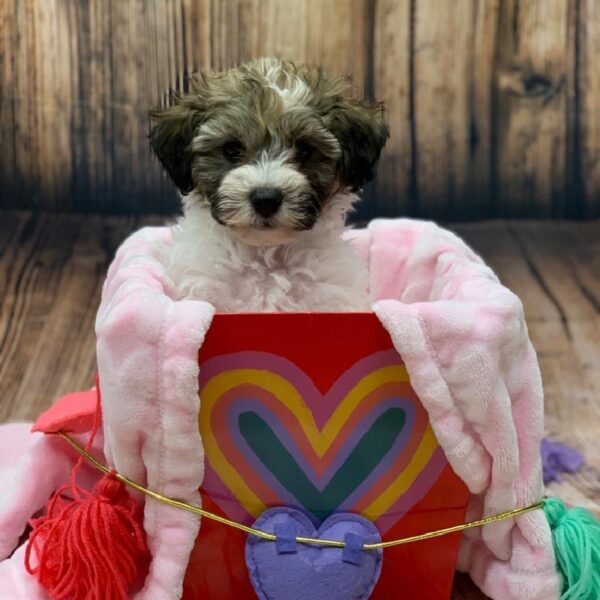 Havanese-DOG-Male-Gold-4987-Petland Monroeville, PA