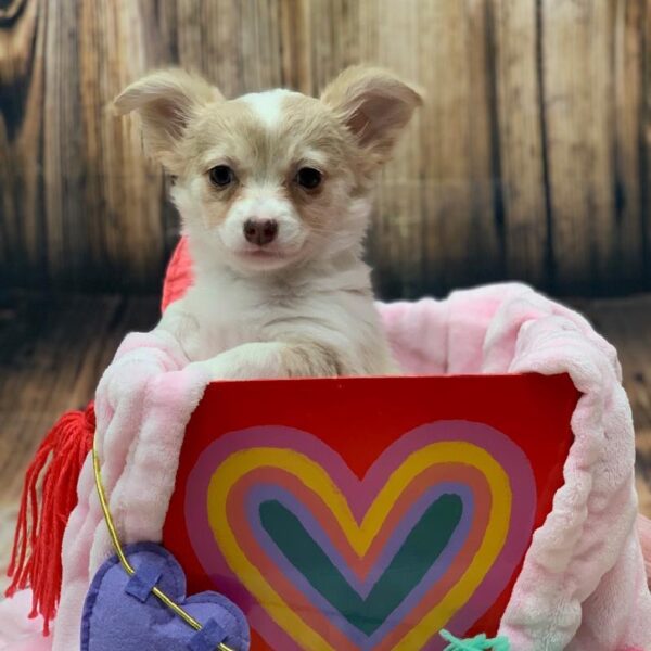 Chihuahua-DOG-Male-Cream and White-4990-Petland Monroeville, PA