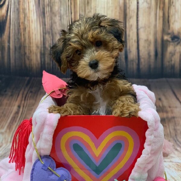 Yorkie-Poo-DOG-Female-BLK & TN-4974-Petland Monroeville, PA