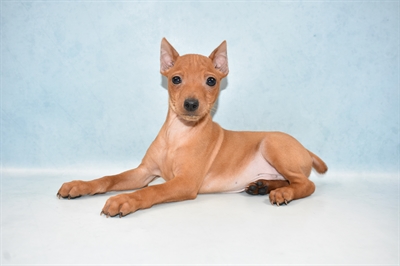 Min Pin-DOG-Male-Red-5002-Petland Monroeville, PA