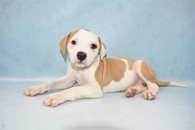 American Bulldog-DOG-Female-White and Red-5003-Petland Monroeville, PA