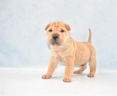 Ori Pei-DOG-Male-Fawn-5004-Petland Monroeville, PA