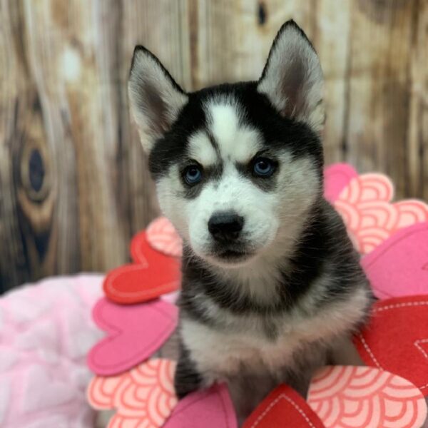 Siberian Husky-DOG-Female-BLK & WH-5015-Petland Monroeville, PA