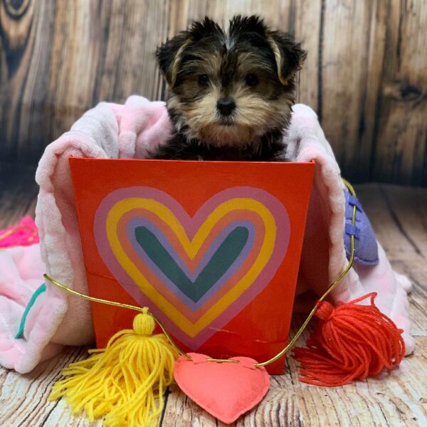 Morkie-DOG-Female-BLK & TN-5018-Petland Monroeville, PA