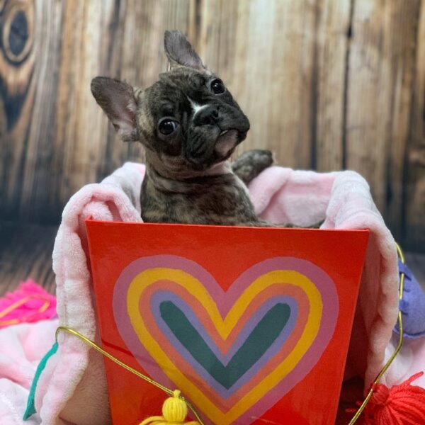 Frenchton-DOG-Female-BRDL-5011-Petland Monroeville, PA