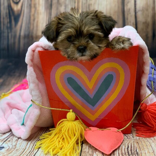 Shorkie-DOG-Male-GRZL-5012-Petland Monroeville, PA