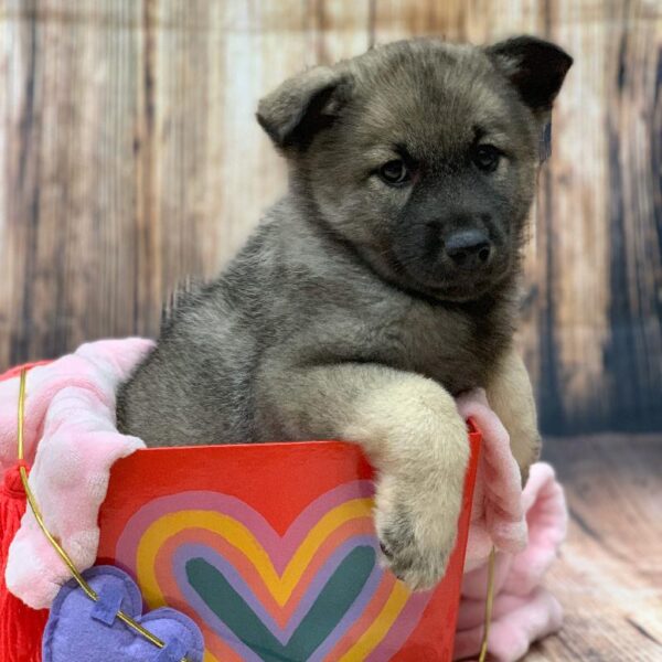 Norwegian Elkhound-DOG-Female-BLK & SLVR-5016-Petland Monroeville, PA
