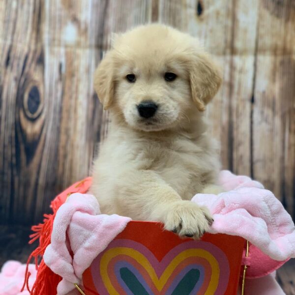 Golden Retriever-DOG-Male-GLDN-5014-Petland Monroeville, PA