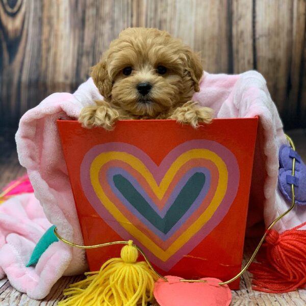 Cockapoo-DOG-Female-RD-5013-Petland Monroeville, PA