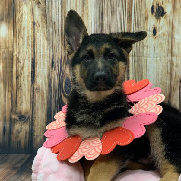 German Shepherd-DOG-Male-BLK & TN-5017-Petland Monroeville, PA