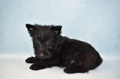 Scottish Terrier-DOG-Male-Black-5028-Petland Monroeville, PA