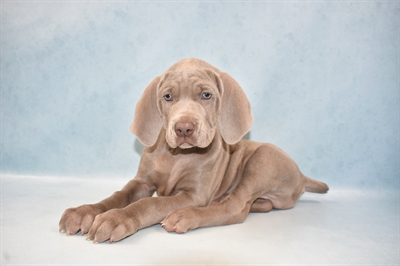 Weimaraner-DOG-Male-Grey-5029-Petland Monroeville, PA