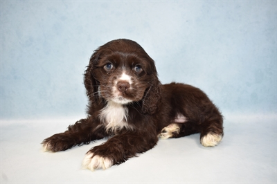 Cocker Spaniel-DOG-Male-Brown-5030-Petland Monroeville, PA