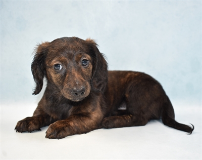 Dachshund-DOG-Female-Black and Tan-5031-Petland Monroeville, PA