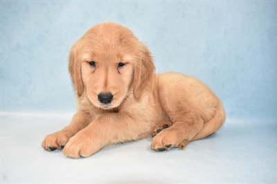 Golden Retriever-DOG-Female-Golden-5032-Petland Monroeville, PA