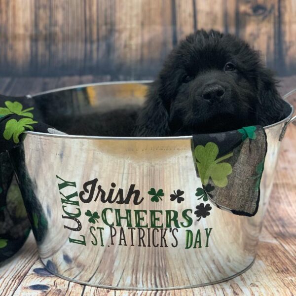 Newfoundland-DOG-Male-BLACK-5038-Petland Monroeville, PA