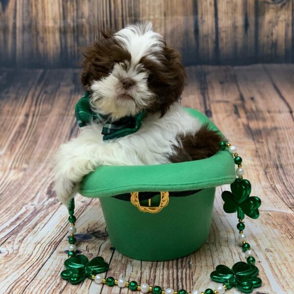Shih Tzu-DOG-Male-lvr & wh-5022-Petland Monroeville, PA